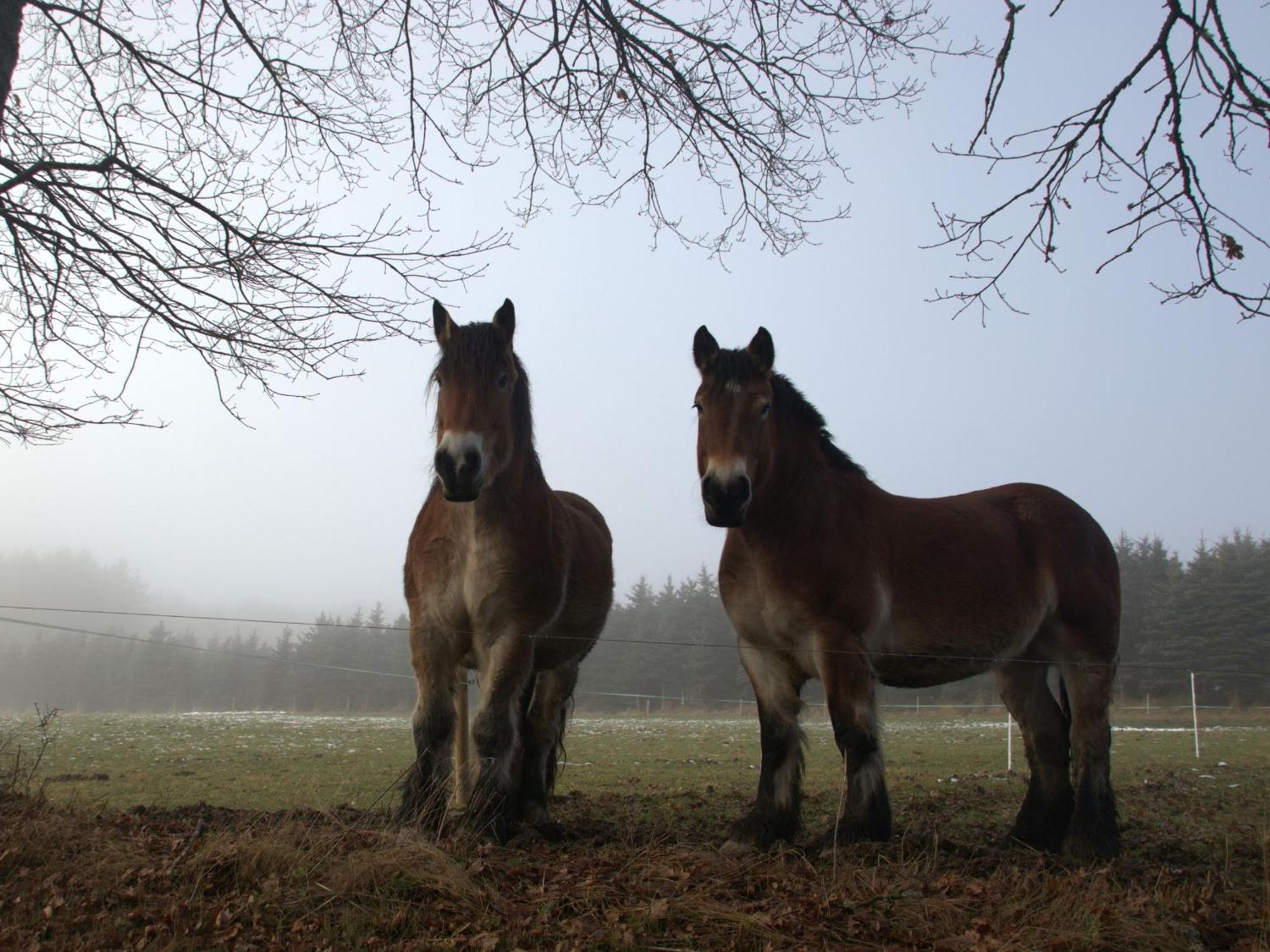 Fewo-Rosenberger-Sauerland Леннештадт Экстерьер фото